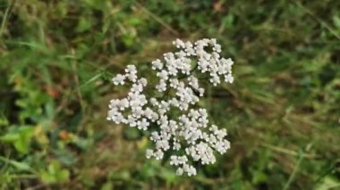 Achillea Millefolium rüzgara karşı yakın çekim