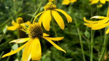 Dağ yaz ormanında Rudbeckia laciniata