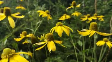Dağ yaz ormanında Rudbeckia laciniata