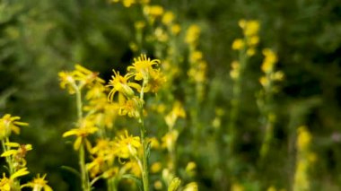 Solidago virgaurea, ormanda yakın plan.