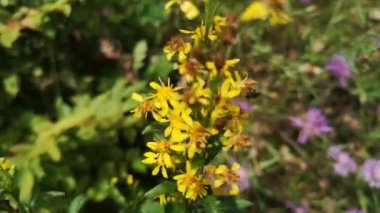 Solidago virgaurea, ormanda yakın plan.