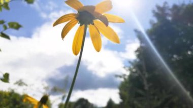 Dağ yaz ormanında Rudbeckia laciniata