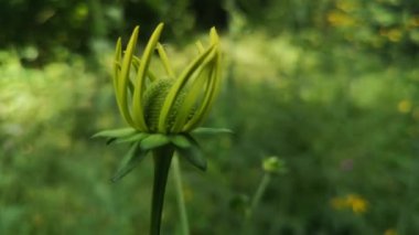 Dağ yaz ormanında Rudbeckia laciniata
