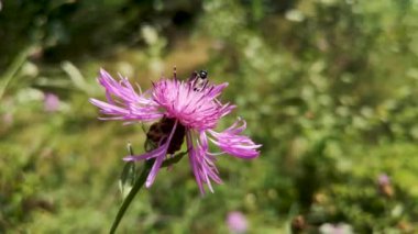 Centaurea Jacea ormanın içinde.