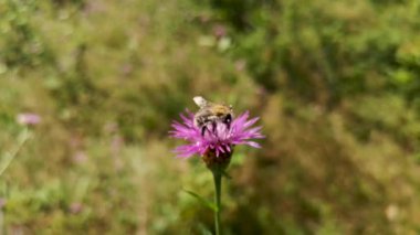 Bombus pascuorum bir çiçekte nektar topluyor