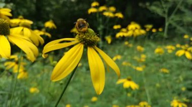 Bombus pascuorum bir çiçekte nektar topluyor