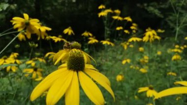 Bombus pascuorum bir çiçekte nektar topluyor