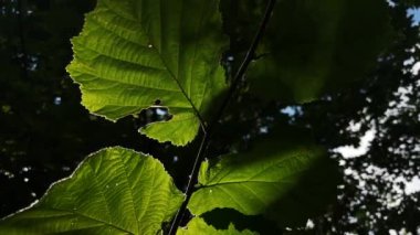 Güneş ışınları Corylus Avellana 'nın yapraklarını delip geçer.