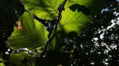 Güneş ışınları Corylus Avellana 'nın yapraklarını delip geçer.