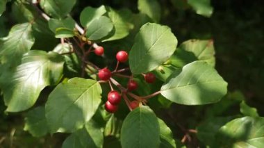 Frangula alnus bir dağ ormanında