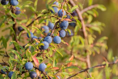 Ormanda olgun dikenli meyveler