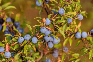 Ormanda olgun dikenli meyveler