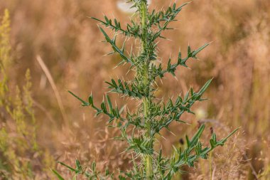 Dağlık bir bölgede Carduus asanthoidleri