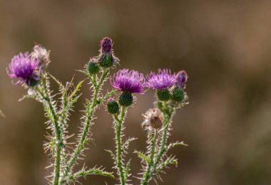 Dağlık bir bölgede Carduus asanthoidleri