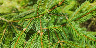 Kozalaklı ağaçların yeni filizleri