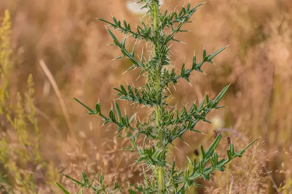 stock image Carduus acanthoides in a mountainous area