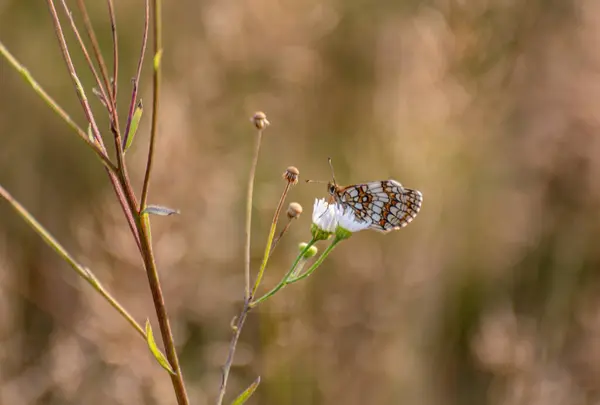 stock image Melitaea arduinna in natural conditions