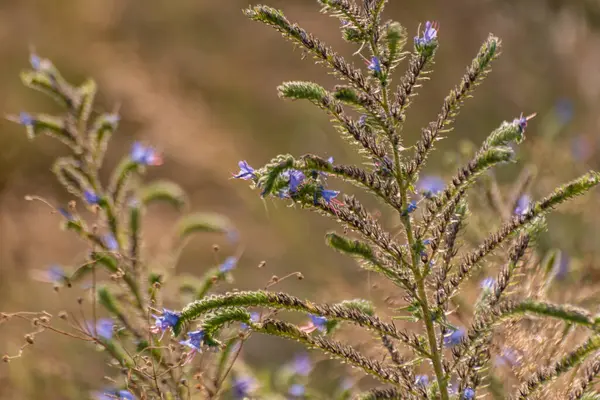 Dağlık bölgede Echium vulgare