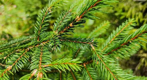 Kozalaklı ağaçların yeni filizleri