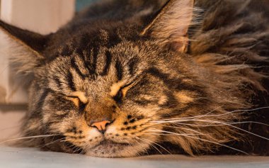 Uyuyan Maine Rakun merle rengi portresi