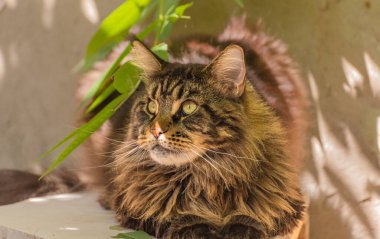 Bir Maine Rakunu 'nun portresi mermer rengi