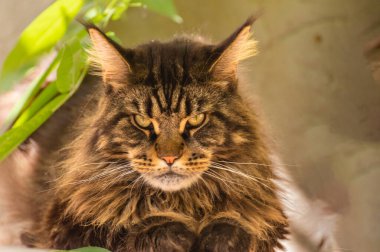 Bir Maine Rakunu 'nun portresi mermer rengi