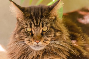 Bir Maine Rakunu 'nun portresi mermer rengi