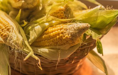 Olgun mısırlara yakın.