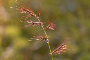 Echinochloa crus-galli bir gölün kıyısında çiçek açar.