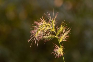 Echinochloa crus-galli blooms on the shore of a lake clipart