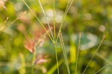 Digitaria Eriantha göl kıyısında