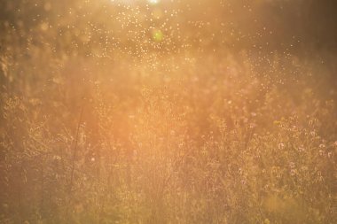 Gün batımında vahşi bir tarlada böcek sürüsü.