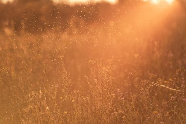 Gün batımında vahşi bir tarlada böcek sürüsü.