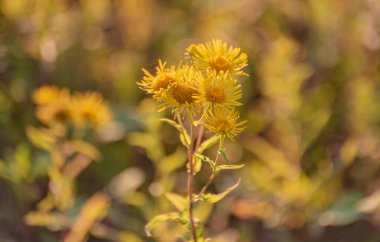 Inula Britannica bir gölün kıyısında çiçek açar.
