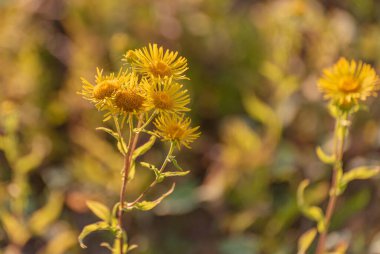 Inula britannica blooms on the shore of a lake clipart