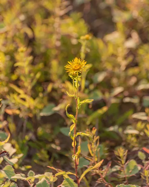 stock image Inula britannica blooms on the shore of a lake