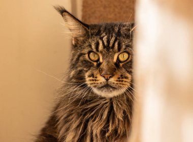 Maine Rakun mermer rengi bir perdenin arkasında saklanır