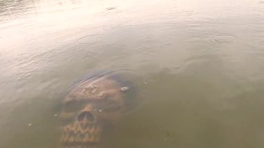 Göldeki Cadılar Bayramı karakteri