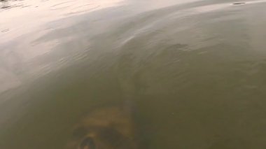 Göldeki Cadılar Bayramı karakteri