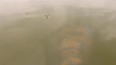 Göldeki Cadılar Bayramı karakteri