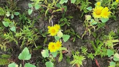 Inula Britannica bir gölün kıyısında çiçek açar.