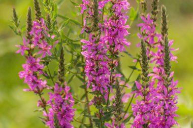 Blooming loosestrife willow on the river bank