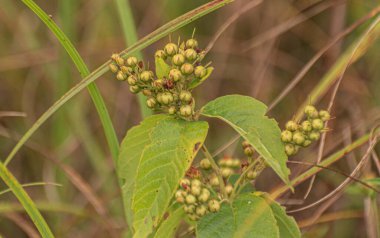 Göl kıyısında Lysimachia vulgaris