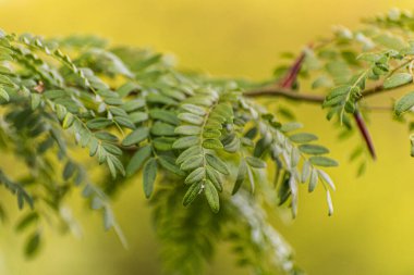 Gleditsia triacanthos on the lake shore clipart