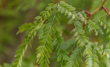 Gleditsia Triacanthos göl kıyısında