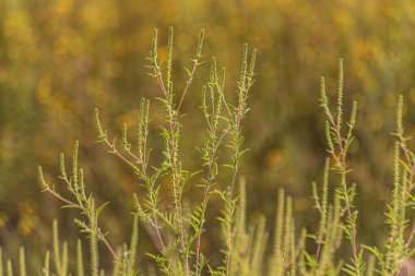 Göl kıyısındaki Ambrosia artemisiifolia