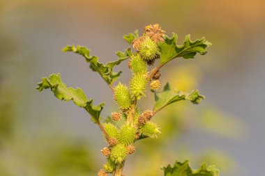 Göl kıyısındaki Xanthium strumaryumu