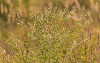 Göl kıyısındaki Ambrosia artemisiifolia