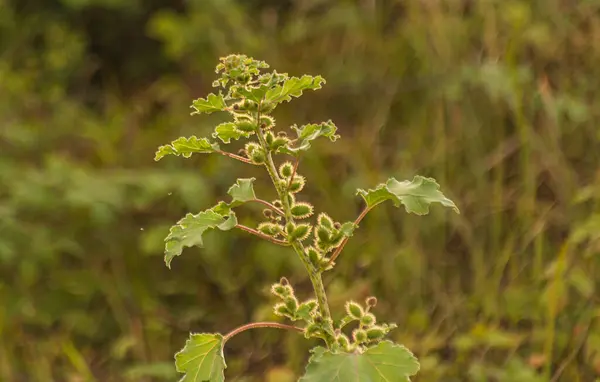 stock image Xanthium strumarium on the lake shore