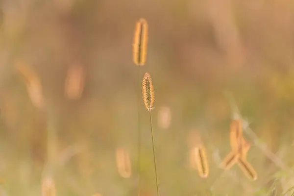 stock image Setaria pumila on the lake shore